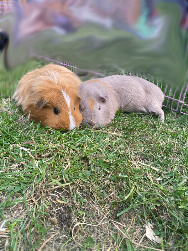 beautiful Guineapigs for sale PLEASE READ DESCRIPTION 