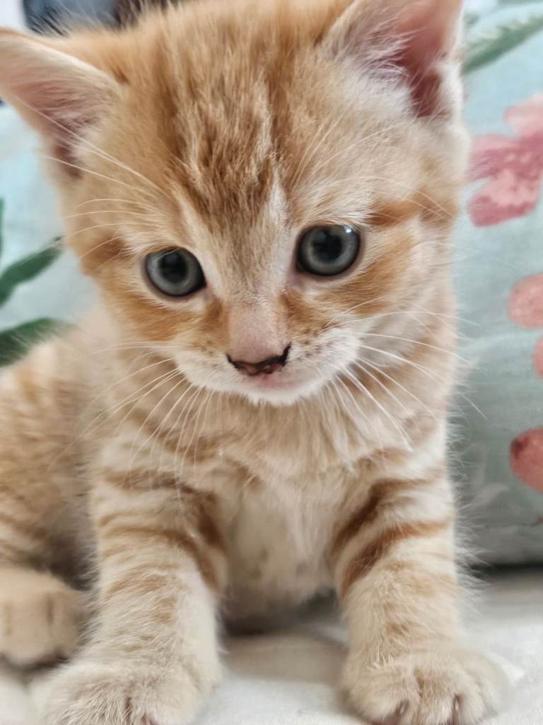 2 boy Kitten for Sale