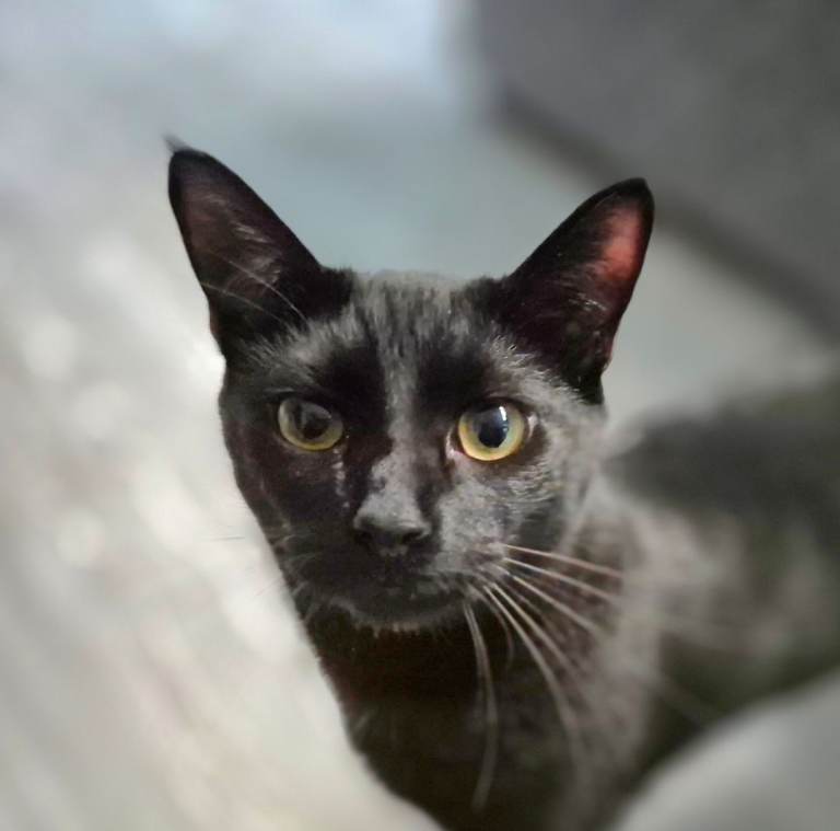 10 month old all black male cat - neutered, vaccinated, microchipped 