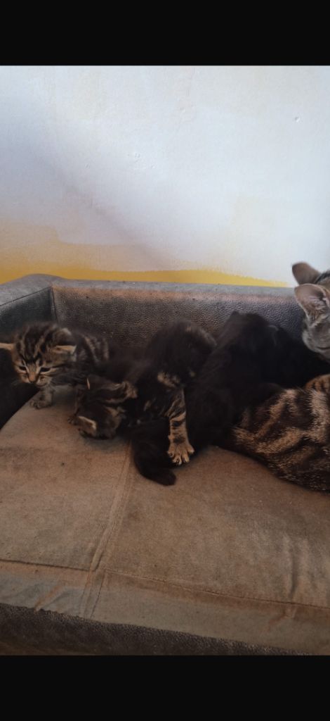 6 kittens for sale 