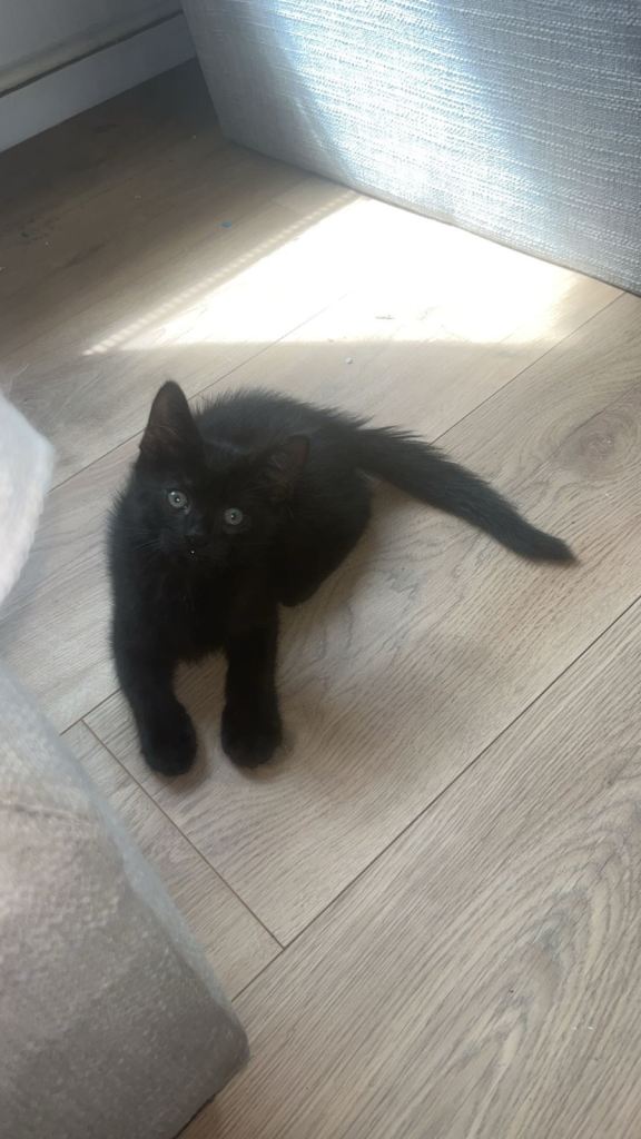 Kittens