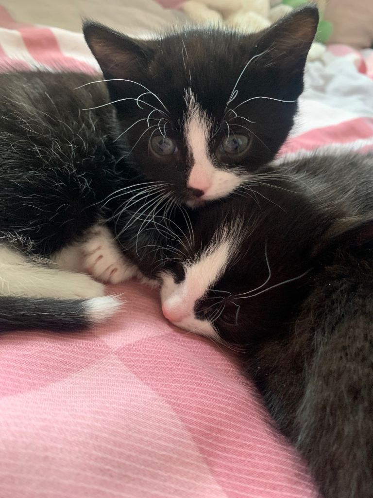 3 mixed breed kittens