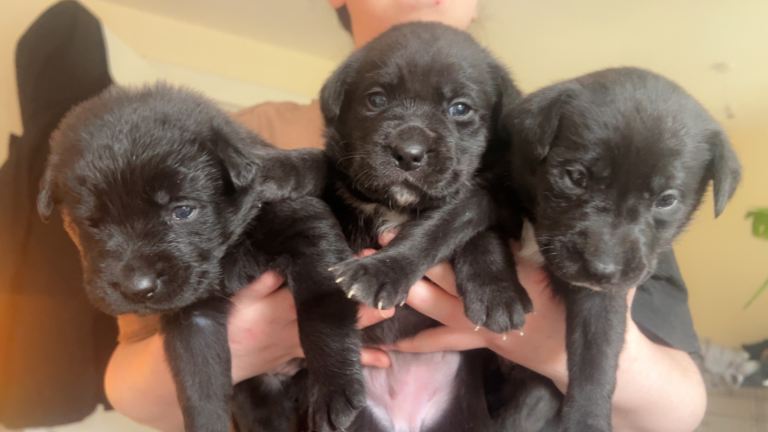 Staffy x German Shepard pups 