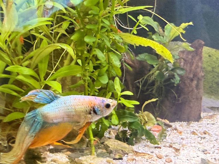 Cherry shrimp, Glass shrimp, king kong shrimp tropical aquarium shrimp various colours 