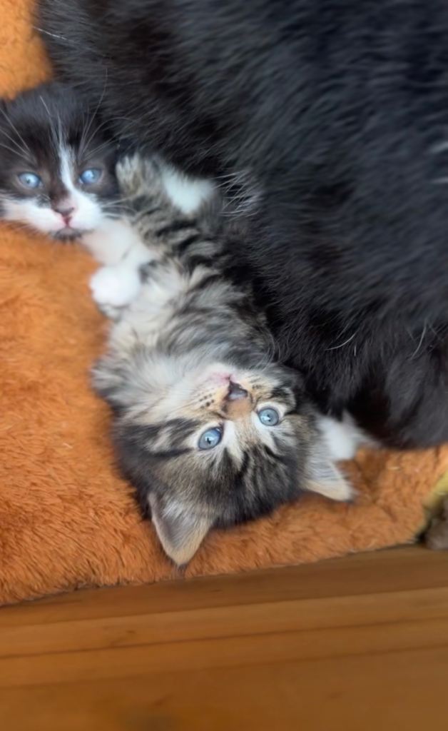 Mixed breed kittens for sale