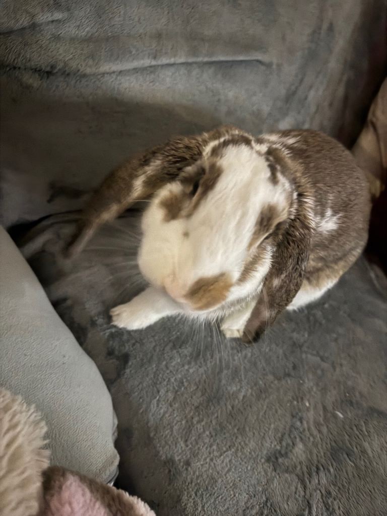 Rabbits 