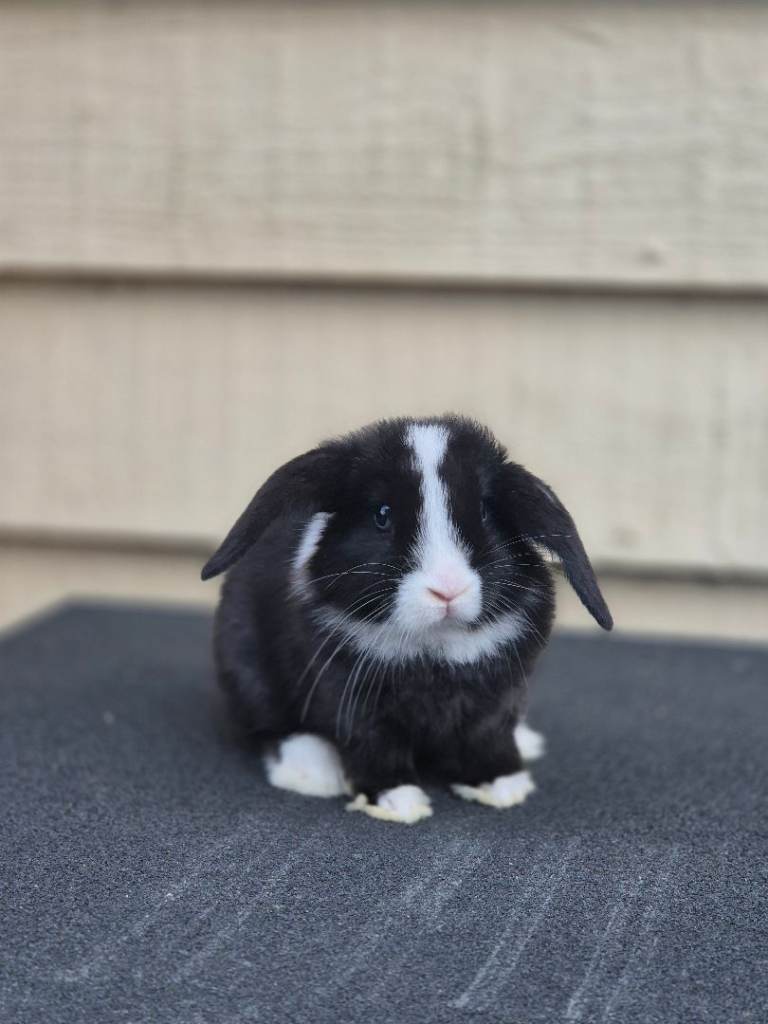 Baby lop eared rabbits