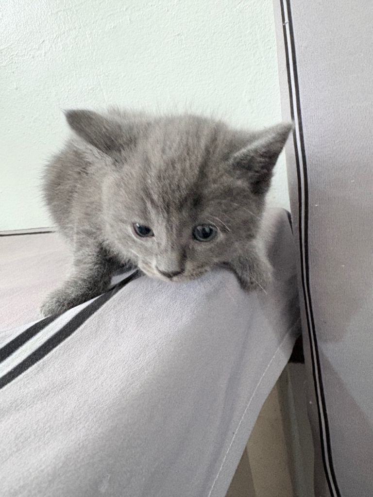 Blue kitten