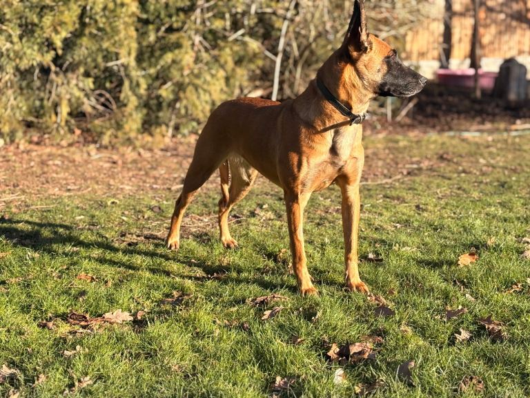 belgian malinois puppies for sale 