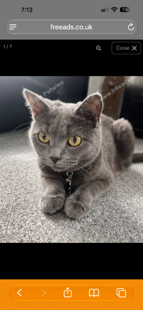 British short hair 