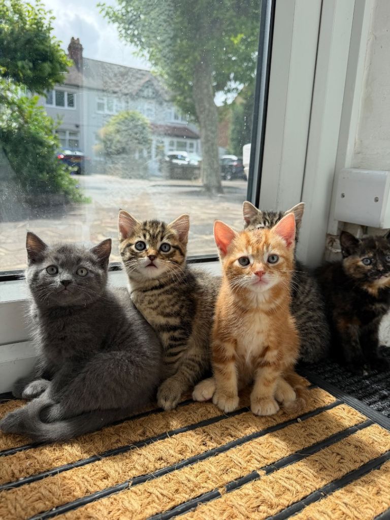 Kitten for sale