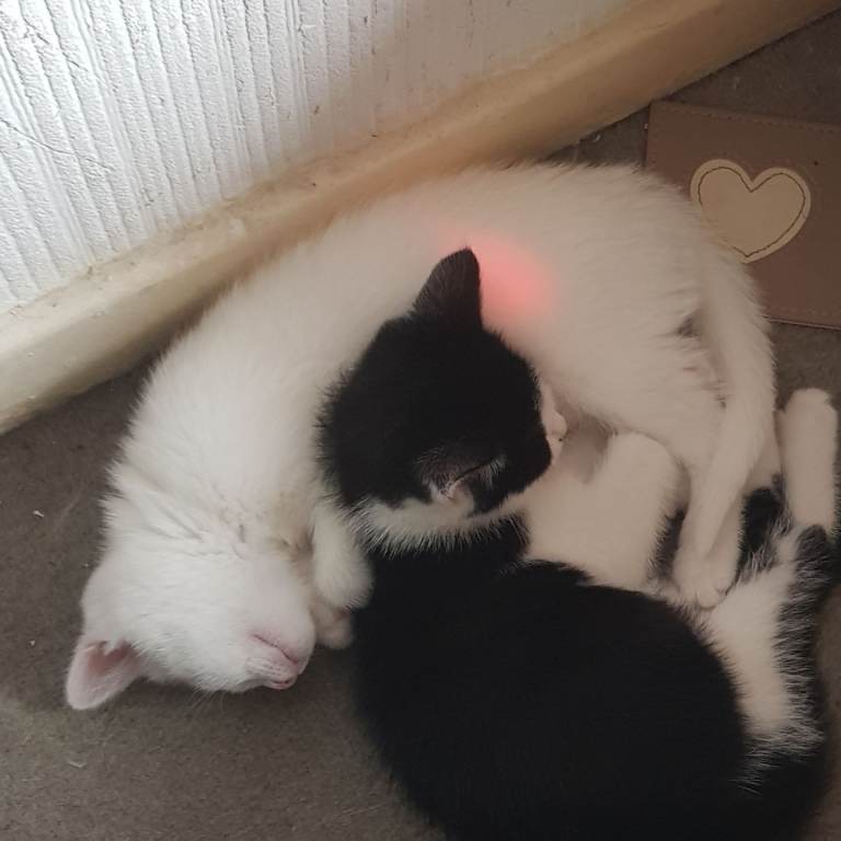Kittens for sale 
