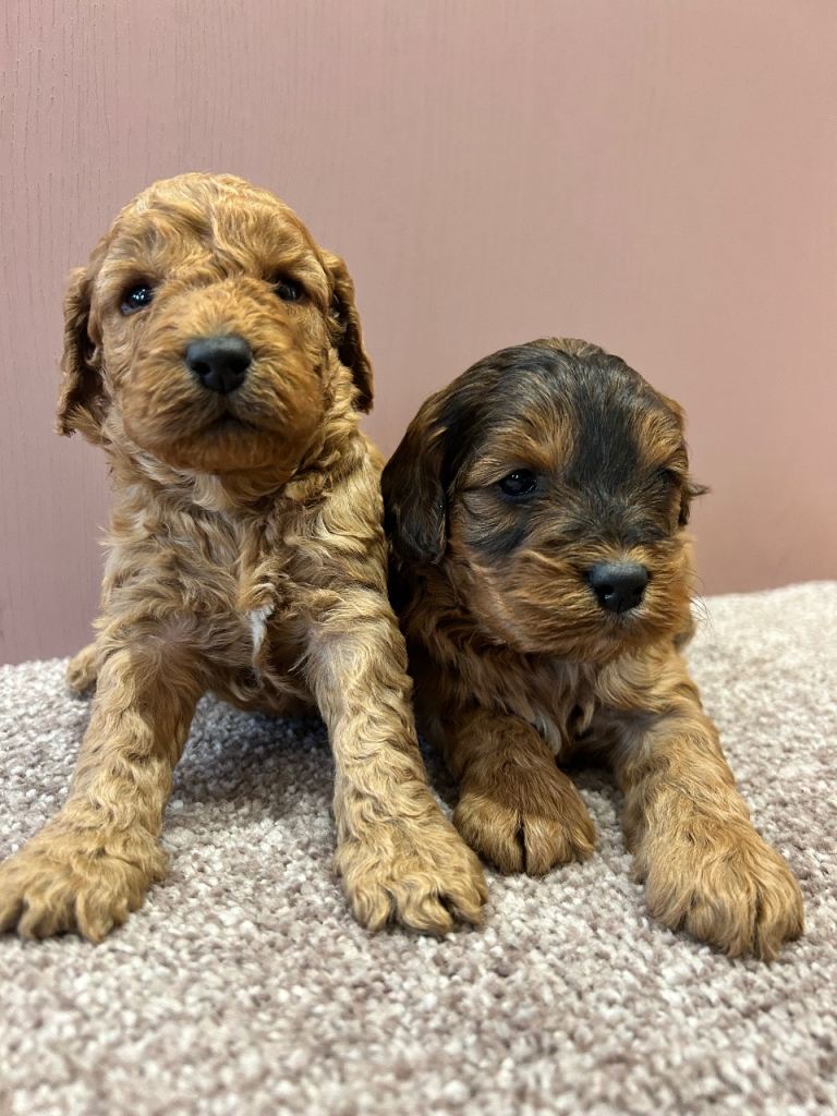F1 Cockapoo puppies 