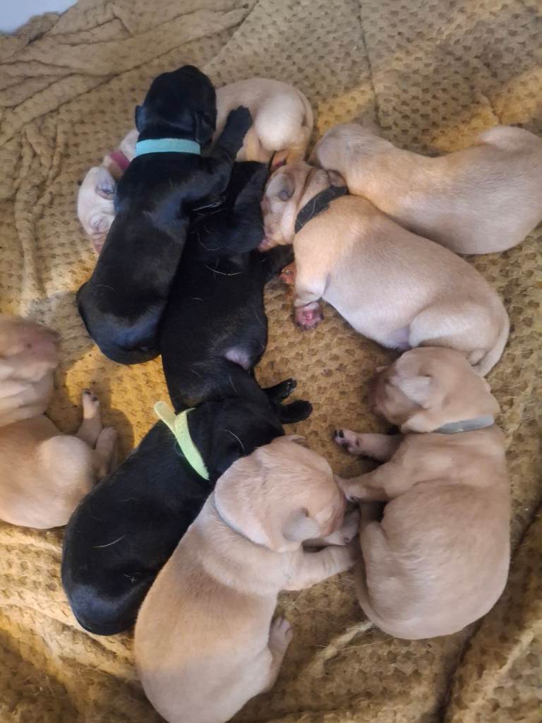 5th generation pegigree labrador pups 
