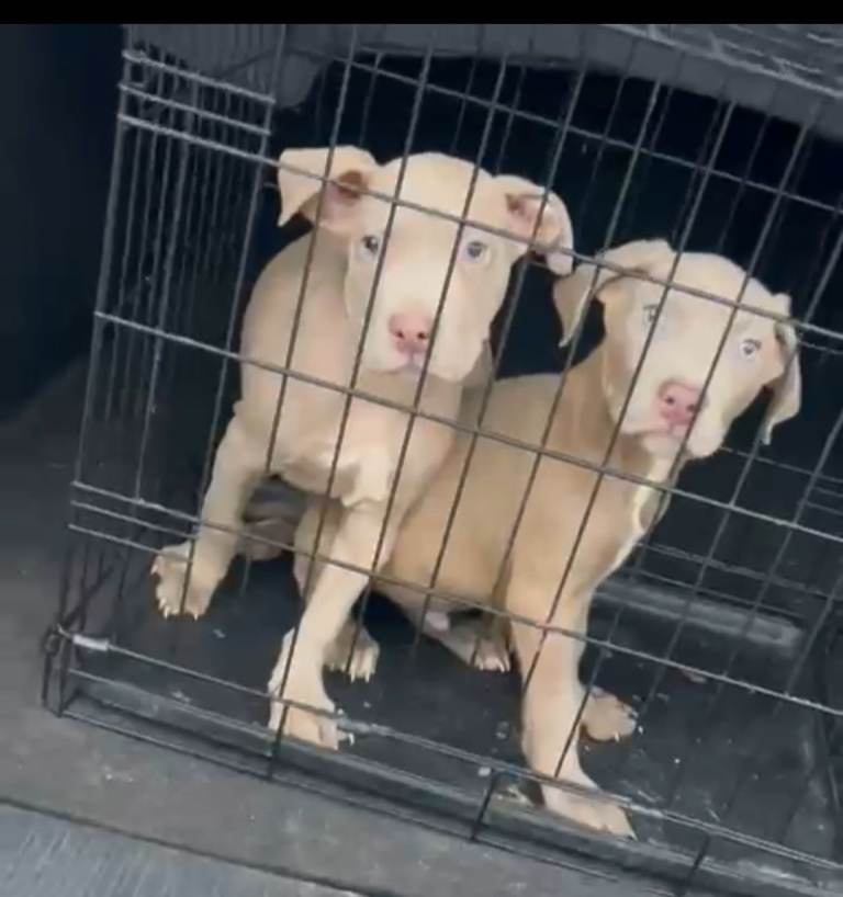 American Mastiff males