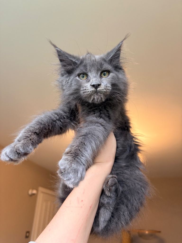 Large TICA Reg Maine Coon Kittens