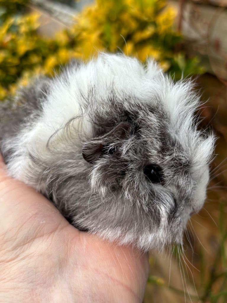 Adorable baby Guinea pigs