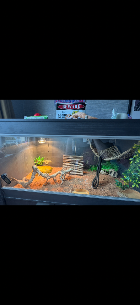 Vivarium and Bearded Kit 