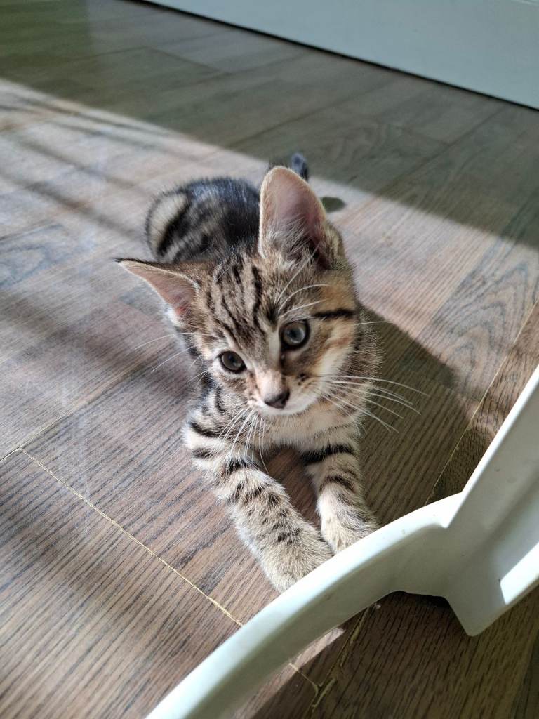 Kittens 🥰