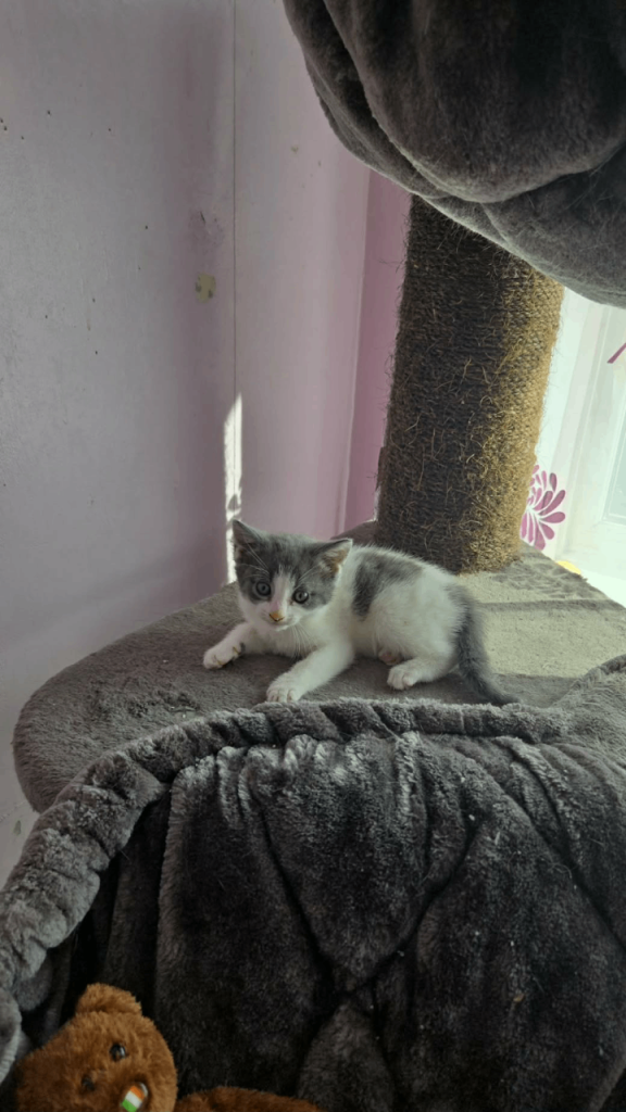 Kitten