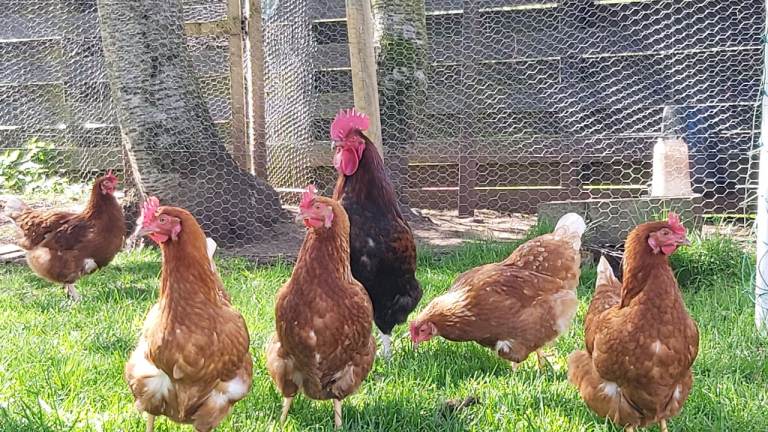 12 x Isa Brown Point of Lay Chickens Hens