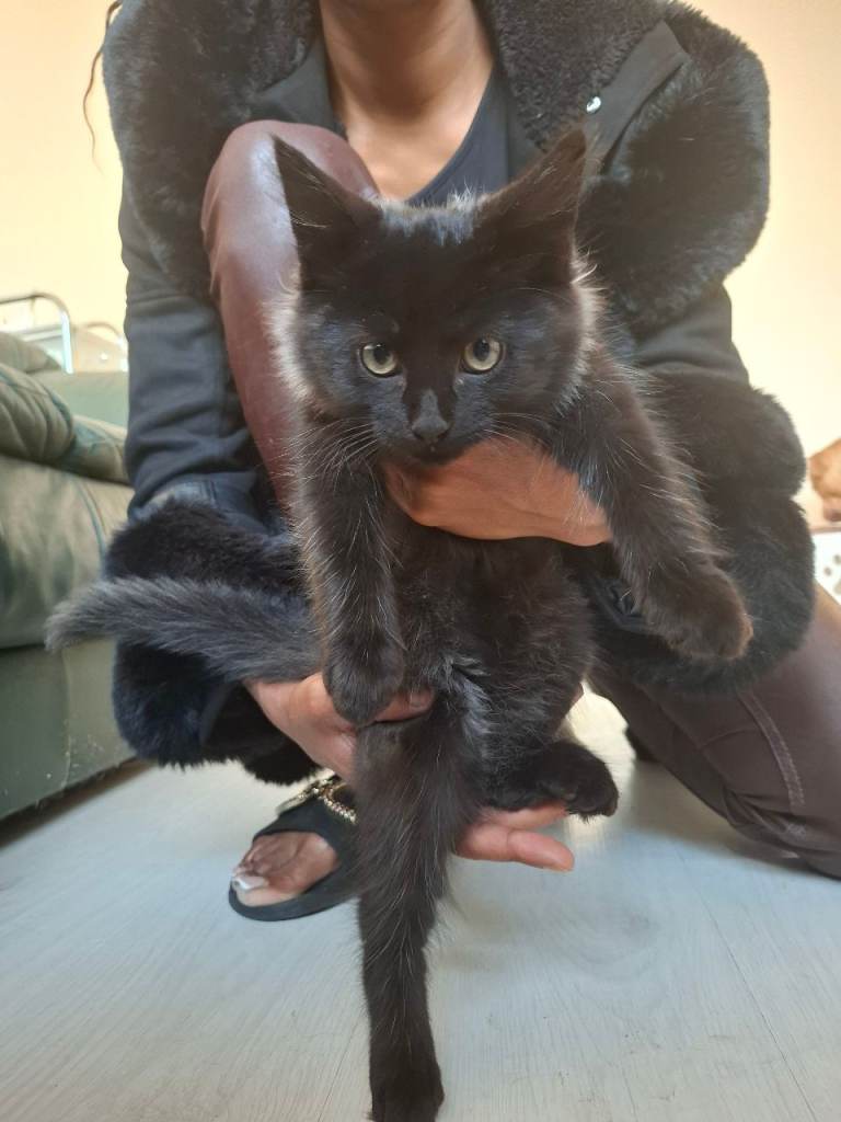 Kittens 