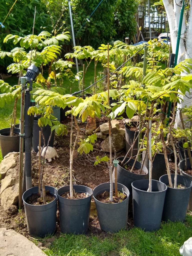 JAPANESE WALNUT TREES FOR SALE 