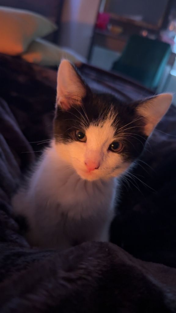 🐾 Beautiful Kitten Looking for a Loving Forever Home 🐾