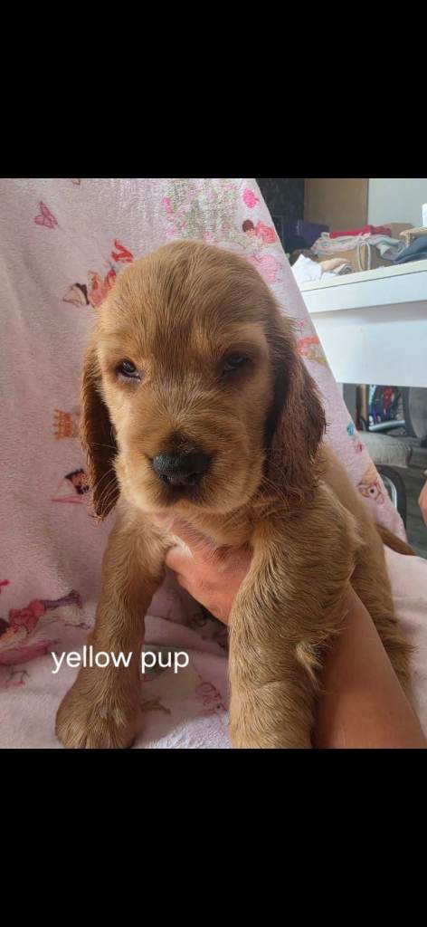 Show cocker spaniel 