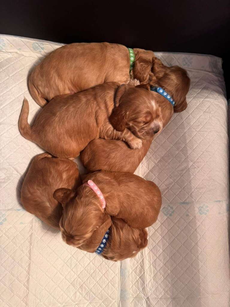 🐶  English Cocker Spaniel Puppies 🐶