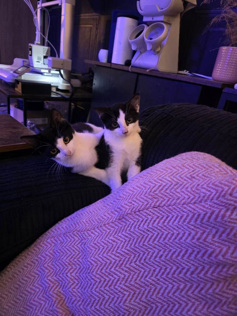Free kittens