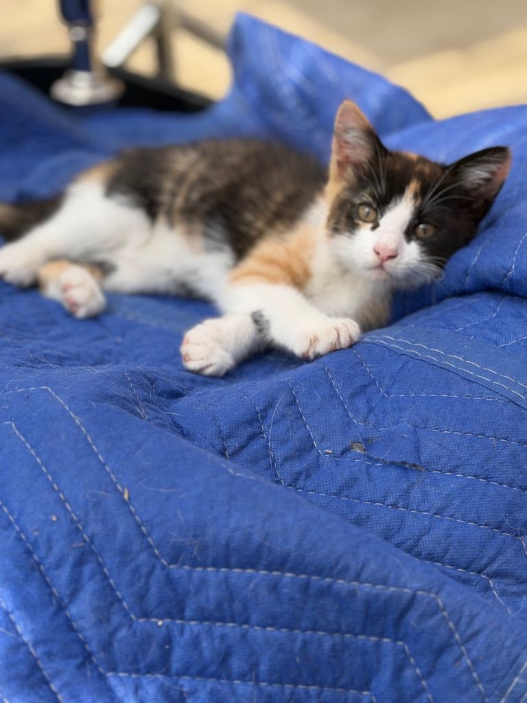 Kittens for sale 