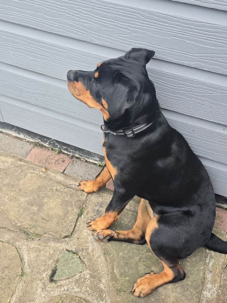 9 month Rottweiler puppy for a good home 