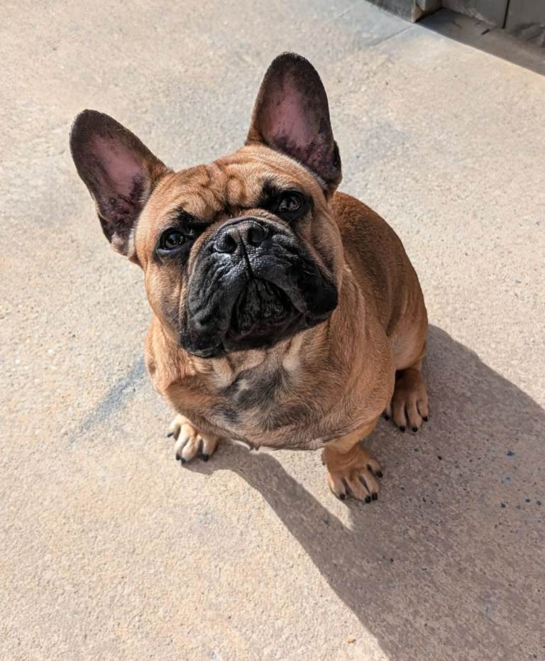 French bulldog KC registered 