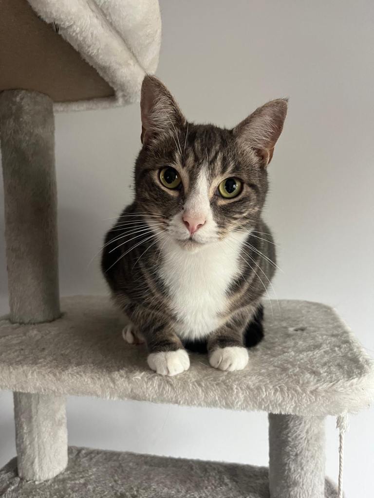 Two male cats for rehoming 1 years old