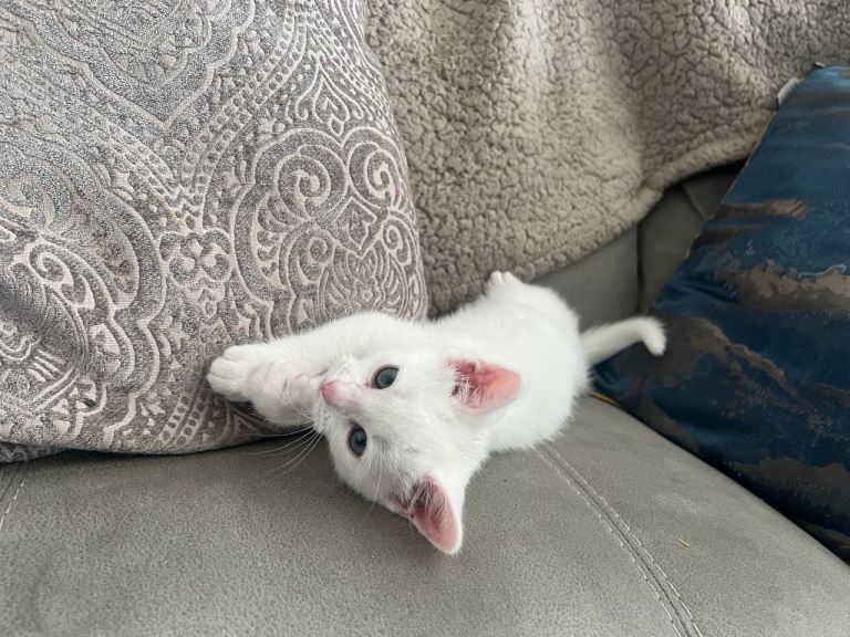 1 kitten available 