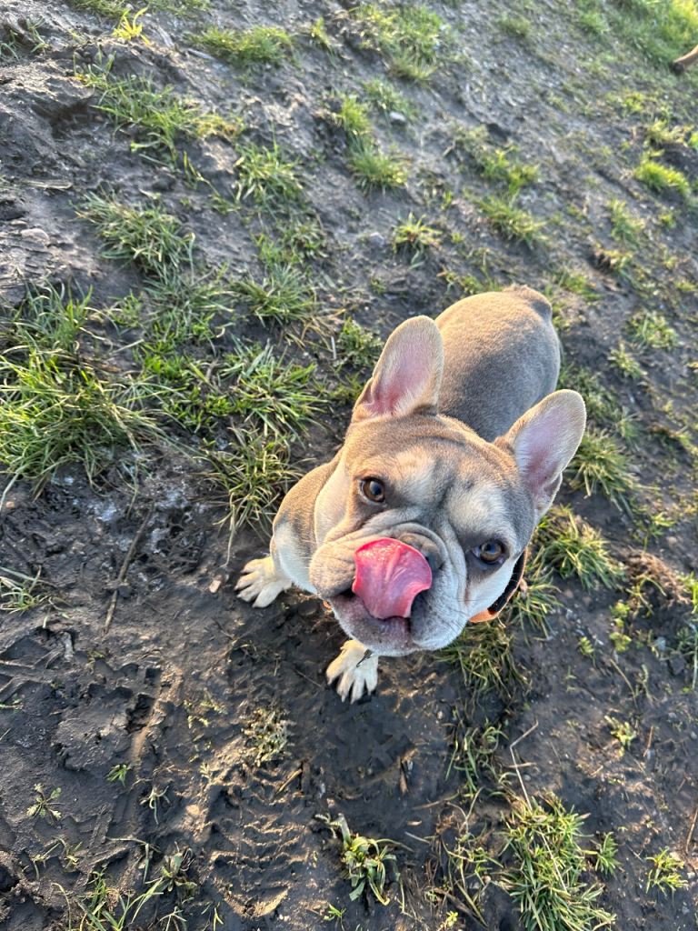 French bulldog