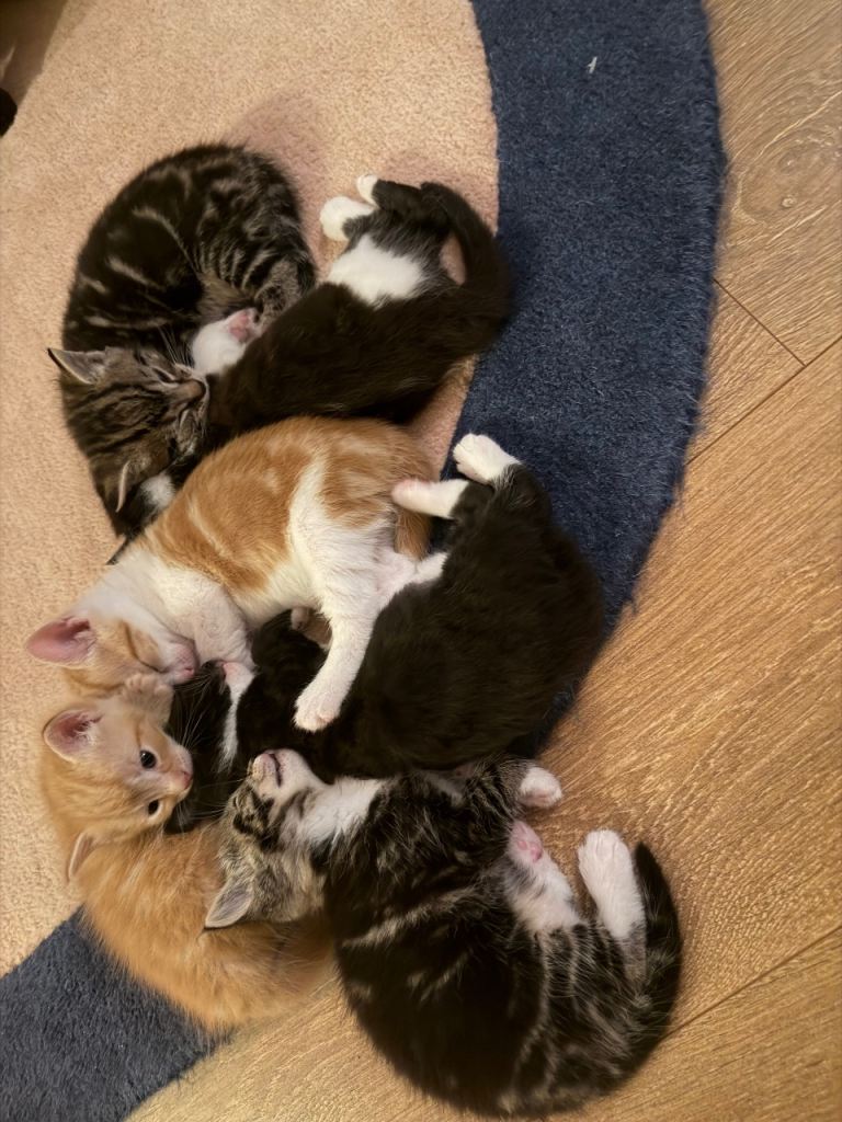 Kittens 