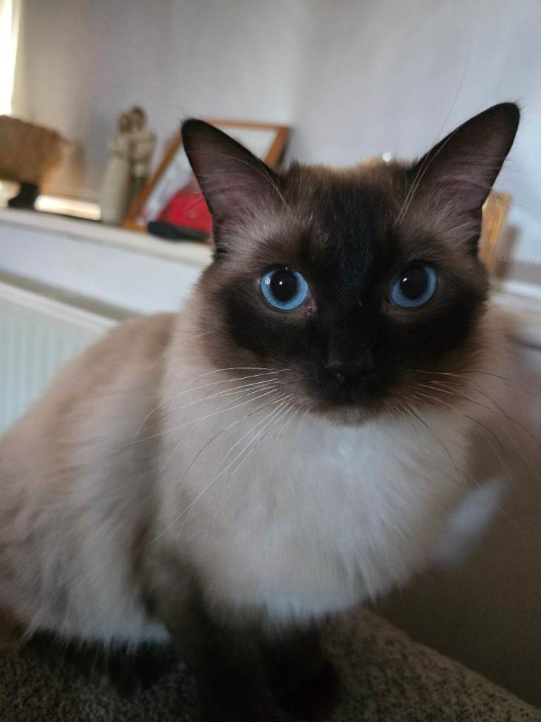Ragdoll kittens