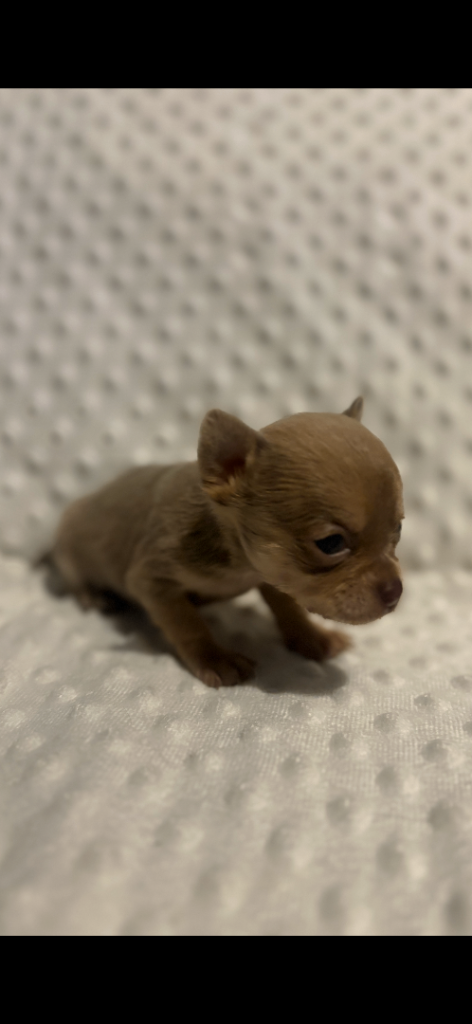 Pedigree chihuahua puppies 🐾 extra extra small 
