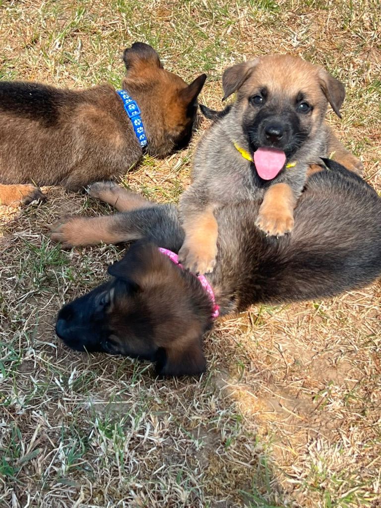 Belgium Shepherd cross German shepherd 