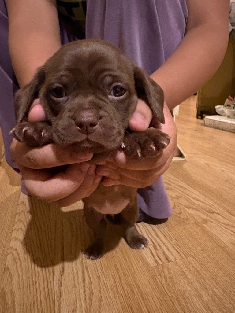 Cross breed Pug and dachshund Puppies for sale - £650