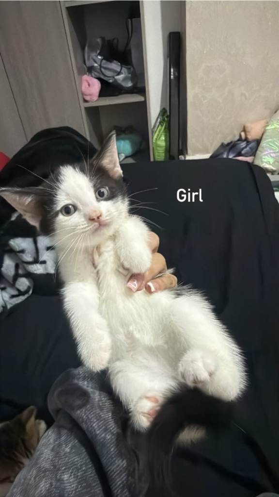Kittens 