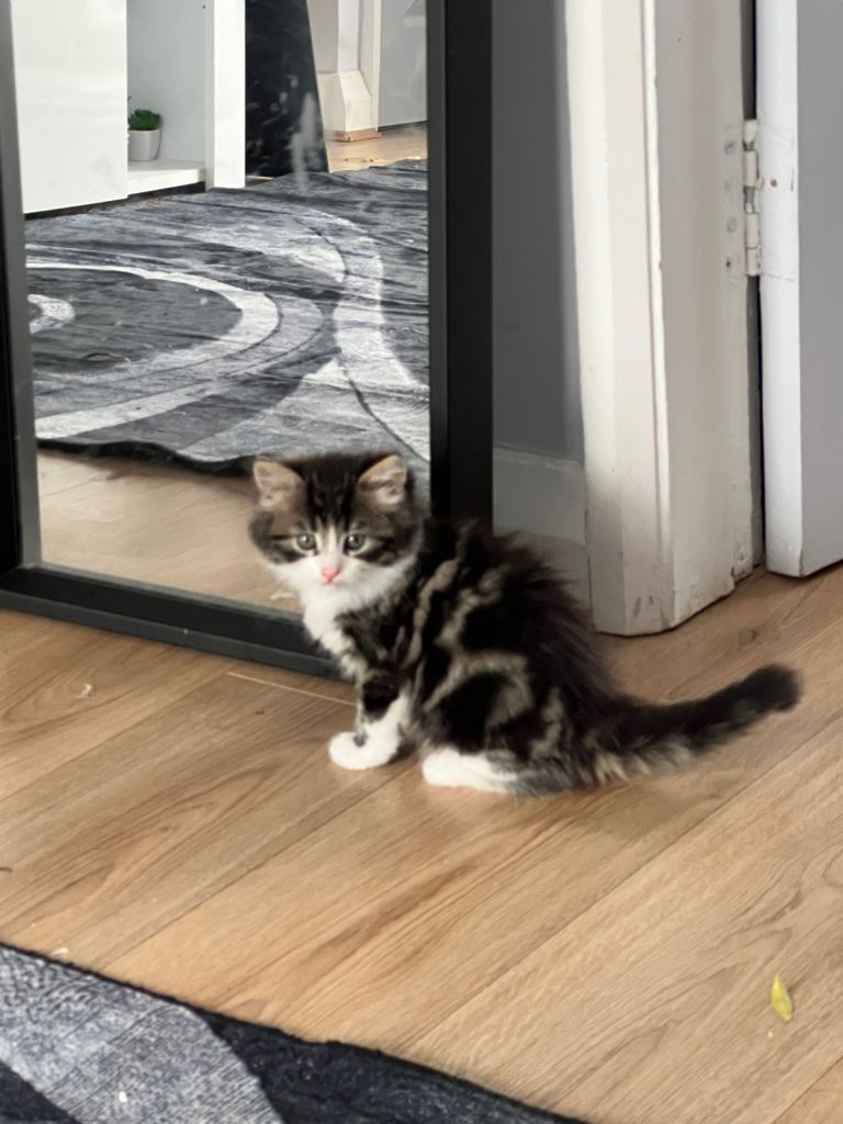 2 Beautiful 9-Week-Old Kittens Looking for Loving Homes 🐱❤️