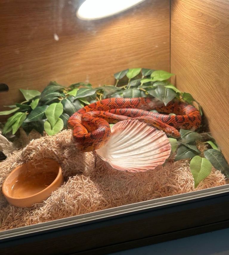 Corn snake 3 years old 