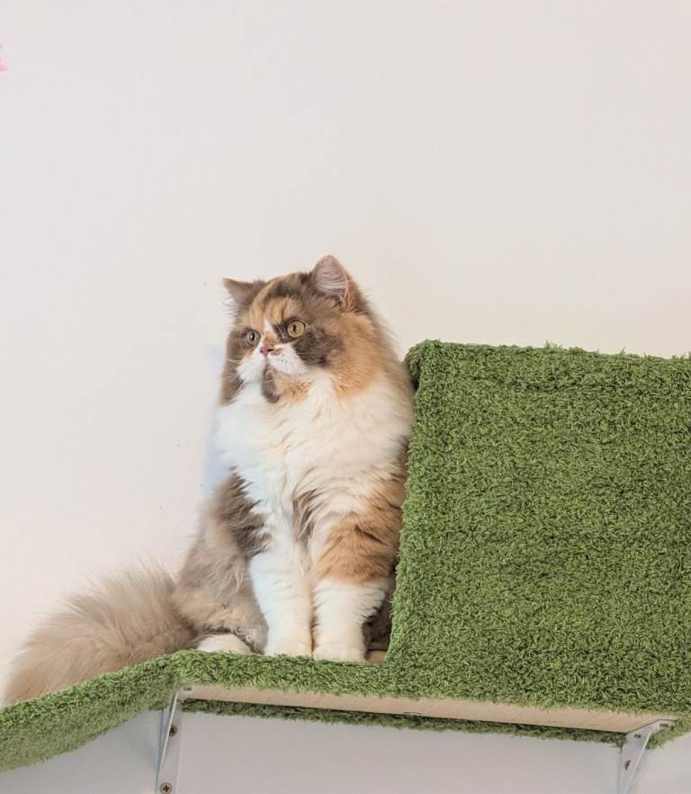 Rare TICA ACTIVE Cinnamon BLH thoroughly health tested 