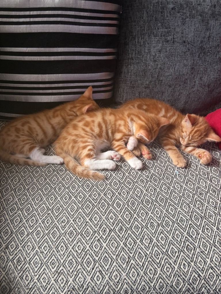 Adorable ginger tabby kittens for sale❤️2 left