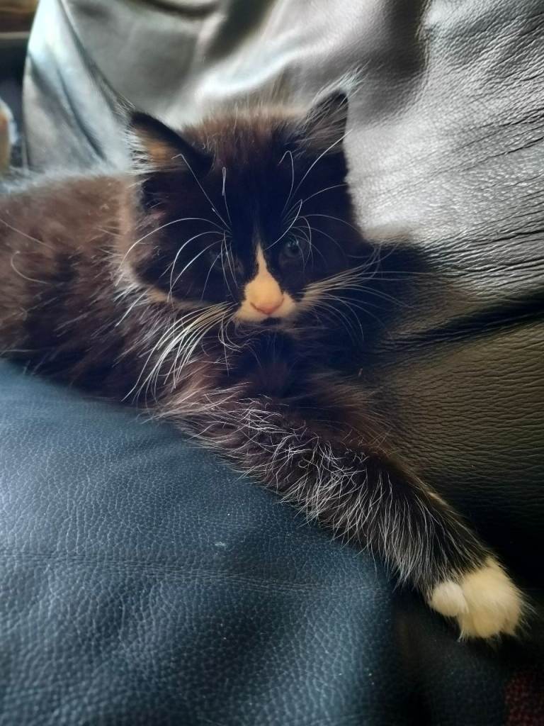 Female kitten 