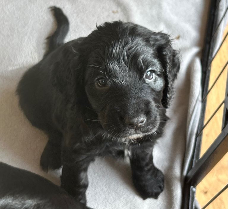 Cocker Spaniel Puppies 