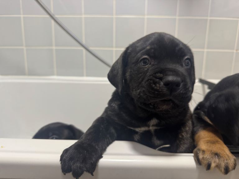 Cane corso boy 